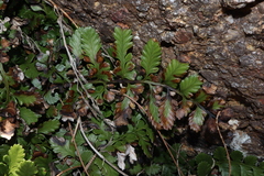 Asplenium difforme (Asplenium difforme)
