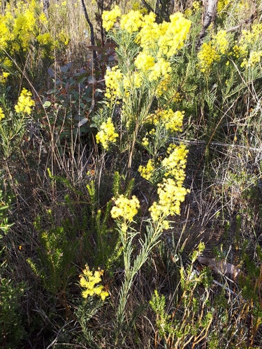 Image of Acacia meiantha by (c) Shelomi Doyle, some rights reserved (CC BY)