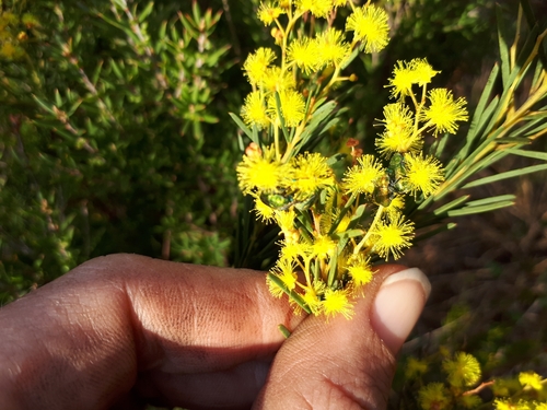 Image of Acacia meiantha by (c) Shelomi Doyle, some rights reserved (CC BY)