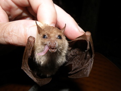 Macroglossus minimus