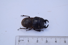 Geodorcus helmsi