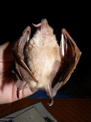 Macroglossus minimus