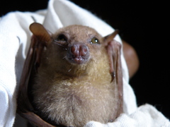 Macroglossus minimus