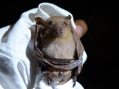 Macroglossus minimus