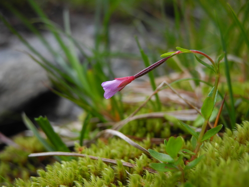 Knikkend wilgenroosje (Epilobium nutans)