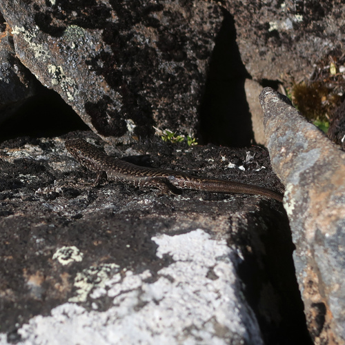 Ocellated Cool-skink, Carinascincus ocellatus