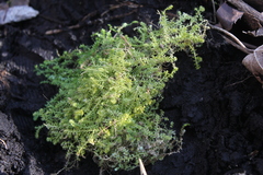 Selaginella eclipes