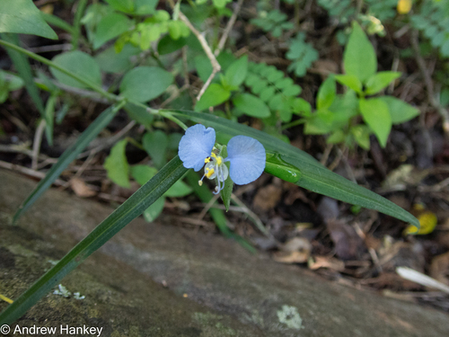 Shy dayflower (Commelina modesta)