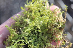 Selaginella eclipes