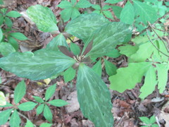 Trillium gracile