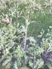 Youngia thunbergiana