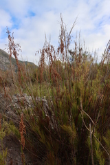 Rhodocoma foliosa, photograph (c) Tony Rebelo, some rights reserved (CC BY-SA)