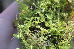 Selaginella eclipes