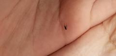 Insecta