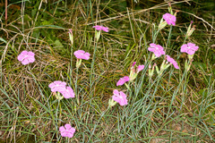 Dianthus seguieri