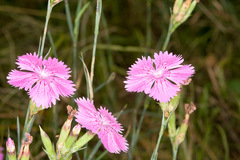 Dianthus seguieri