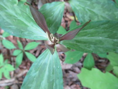 Trillium gracile