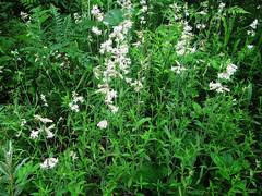 Silene repens
