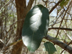 Morisonia americana