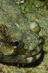 Lusitanian Toadfish photo 2