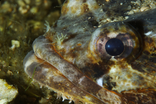 Lusitanian toadfish (Halobatrachus didactylus) — Batrachoididae — 3