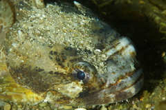 Lusitanian Toadfish photo 3
