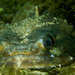 Halobatrachus didactylus - Photo (c) João Pedro Silva, μερικά δικαιώματα διατηρούνται (CC BY-NC)