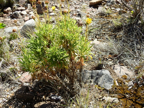 Image of Shrubby gumweed by (c) Guillermo Debandi, some rights reserved (CC BY)