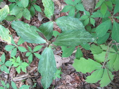 Trillium gracile