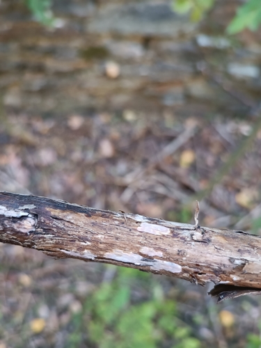 Representative image of Peniophora boidinii