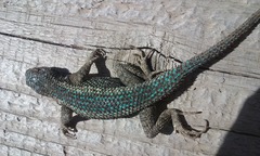 Sceloporus occidentalis