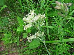 Silene repens
