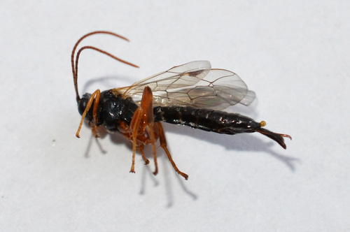 Monoblastus marginellus