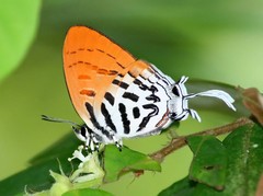 Drupadia ravindra moorei