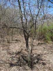 Sarcomphalus amole