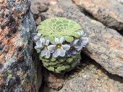 Viola — photo 2
