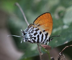 Drupadia ravindra moorei