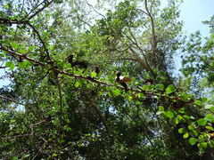 Microlobius foetidus