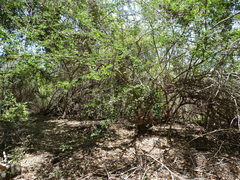 Microlobius foetidus