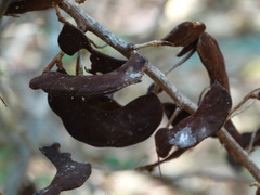 Microlobius foetidus