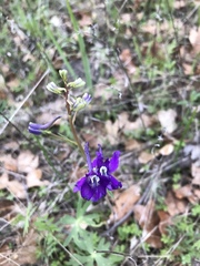 Delphinium menziesii