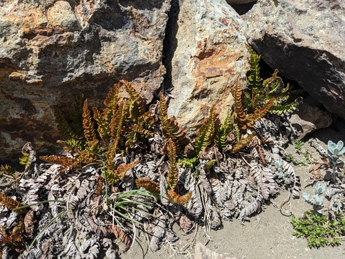 Austroblechnum microphyllum (Austroblechnum microphyllum)