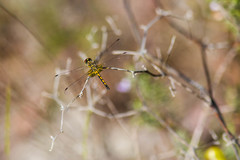 Celithemis ornata