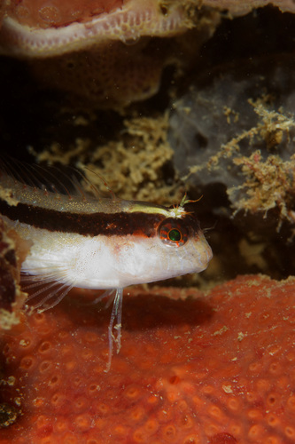 Longstriped Blenny, Arraial Ferreira Neto, Faro, Portugal, photo 9 of 10