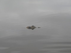 Melanosuchus niger