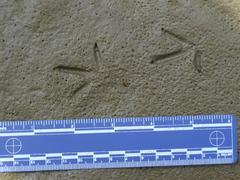 Charadrius vociferus