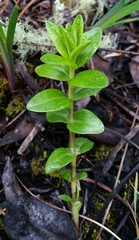 Gentiana affinis ovata