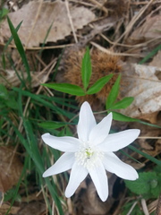 Anemonoides trifolia