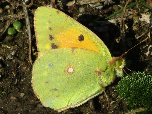 Clouded yellow