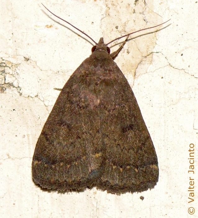 Nodaria nodosalis